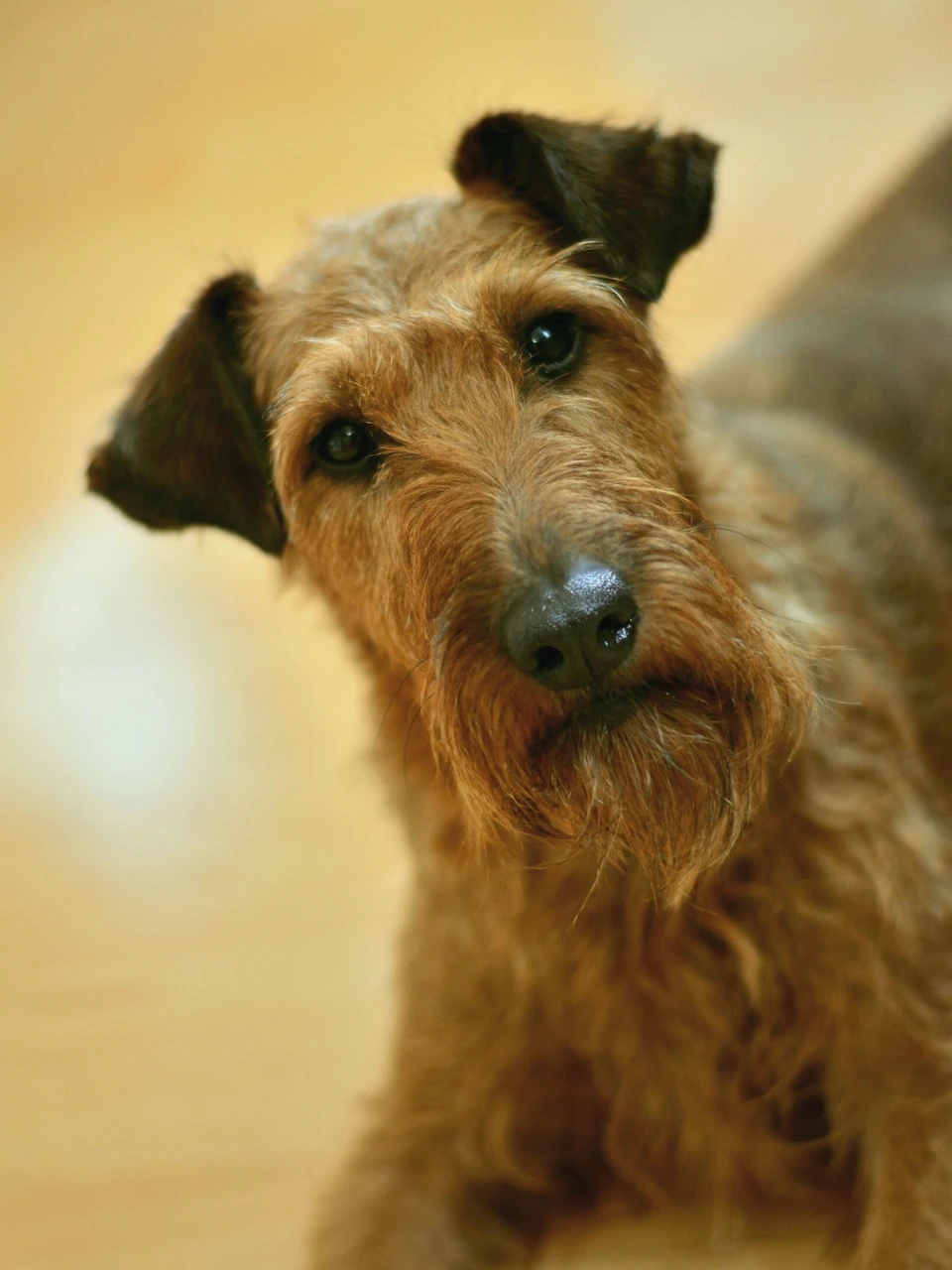 Veterinarias